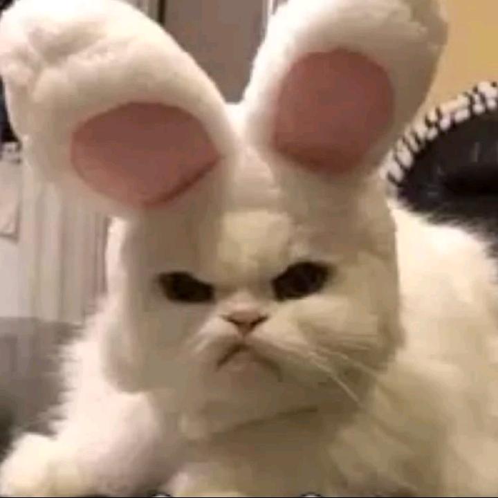 丁又丁不懂