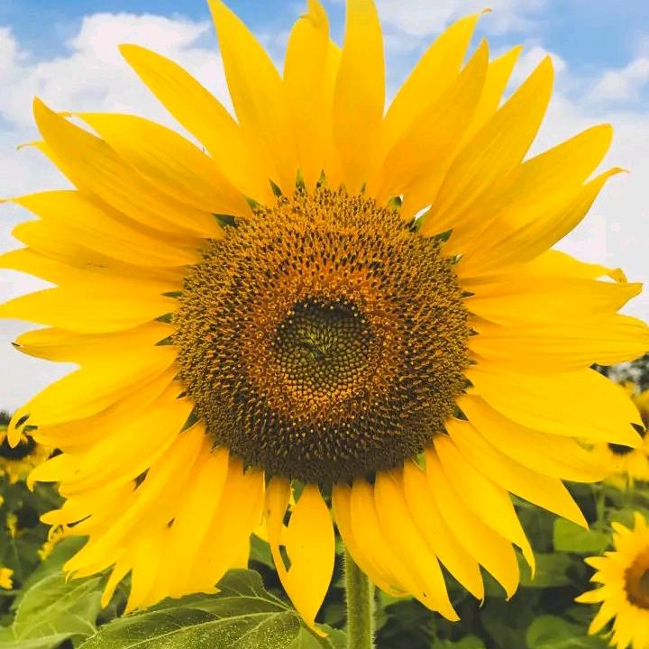 追太阳的向日葵