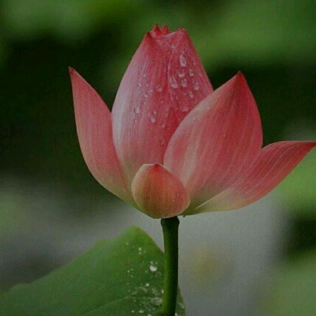 蓉儿