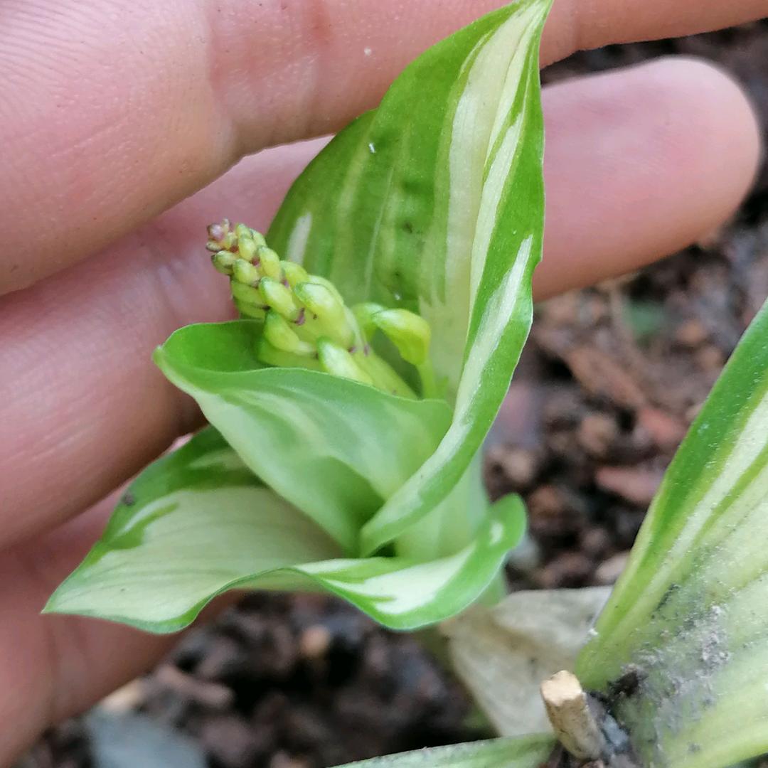 药香拾梦人（小覃)