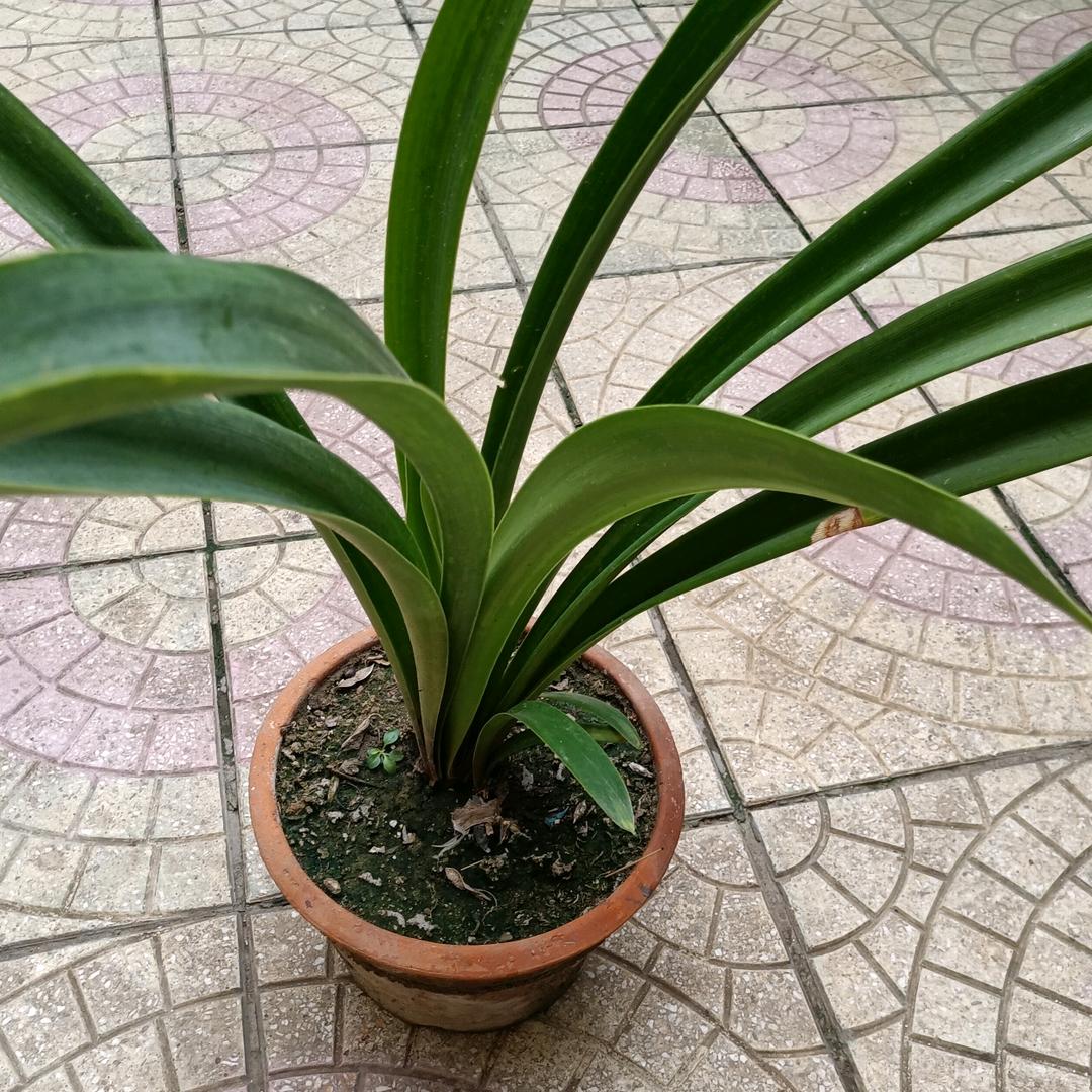 红玉