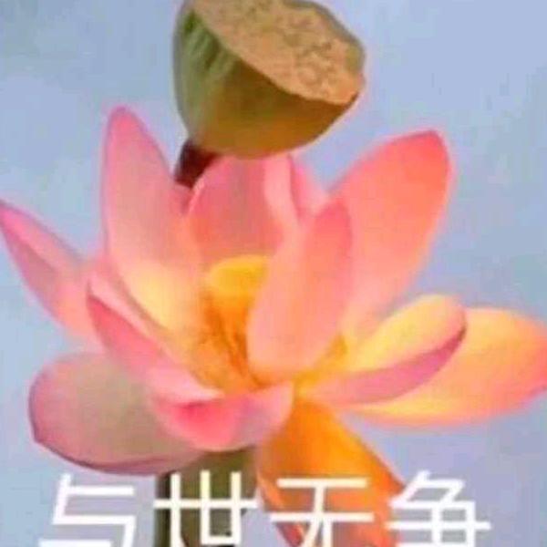 用户5145949020407荷花