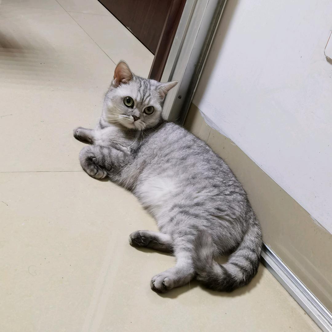 股盗船-散猫
