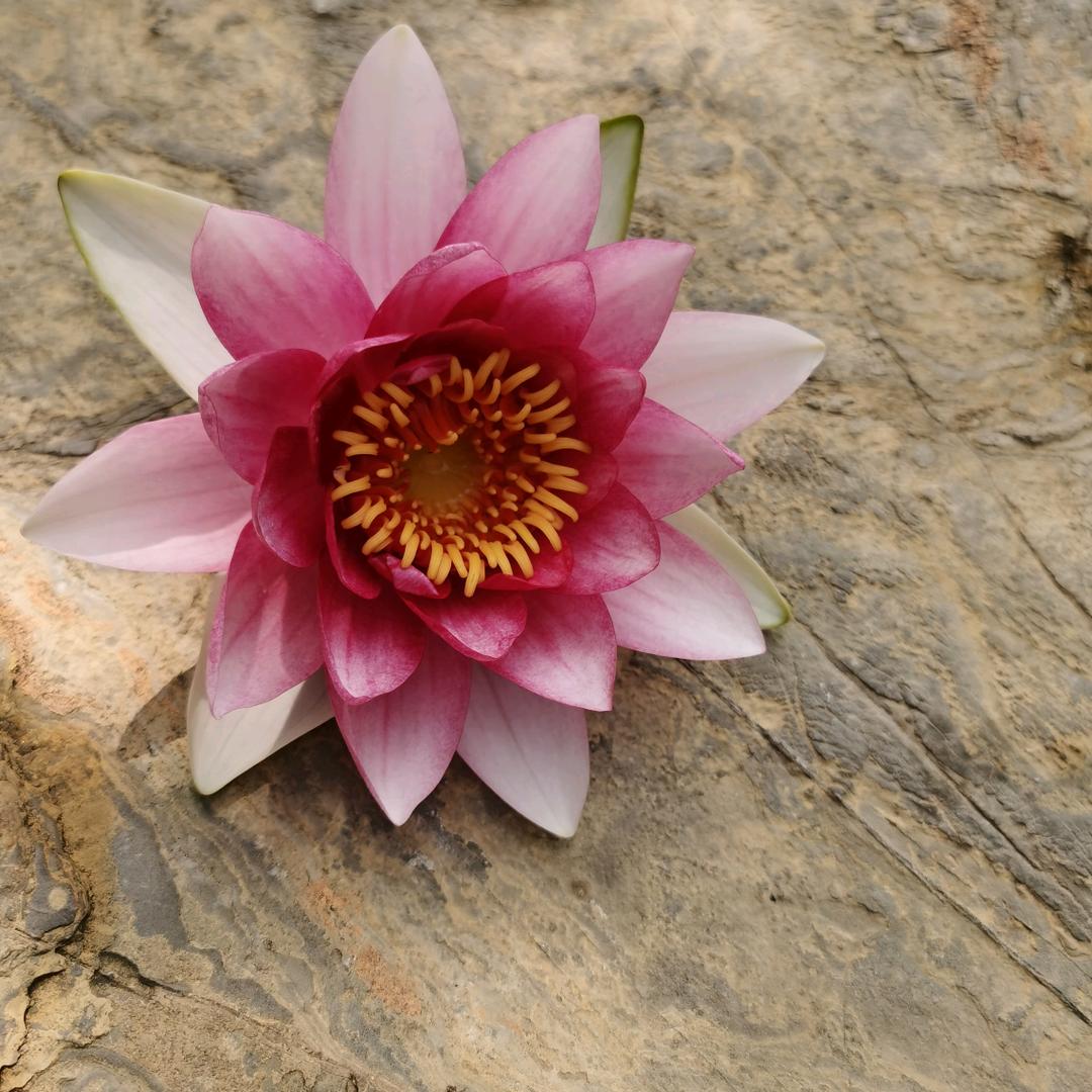 流年似水，似箭光阴