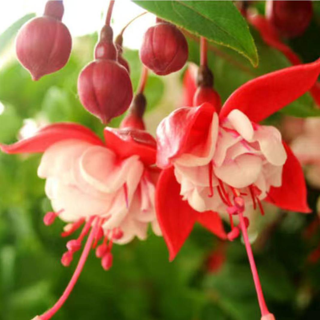 向阳而生的花