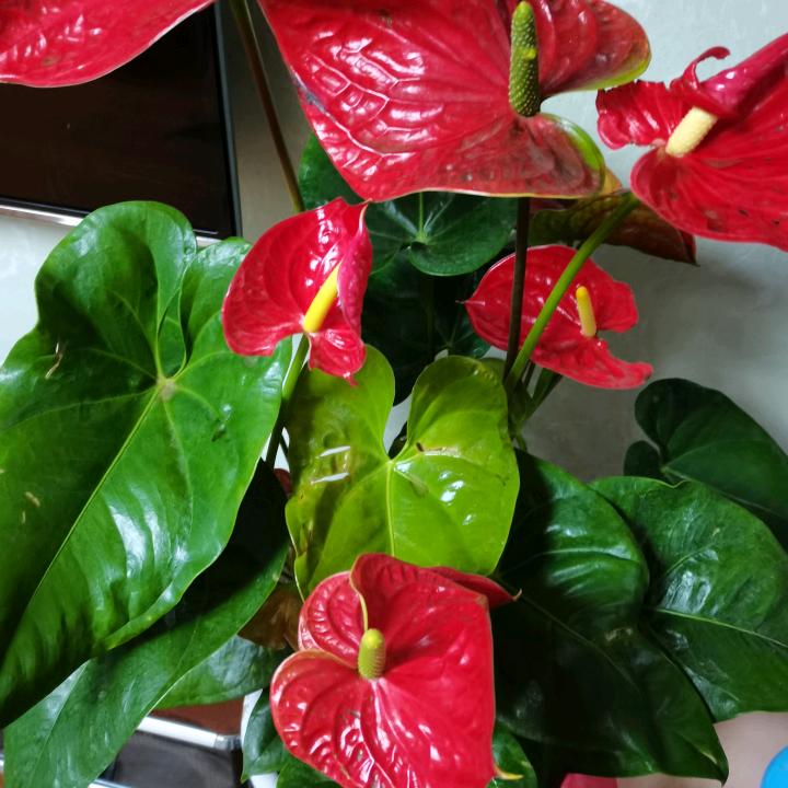 用户2316475193282月圆花好