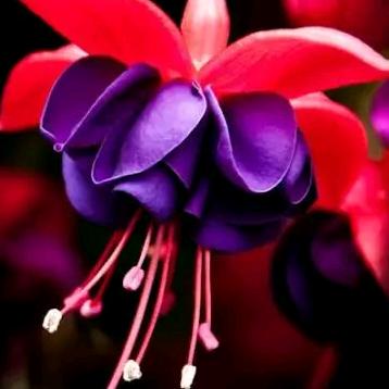 思念天边的你🌼