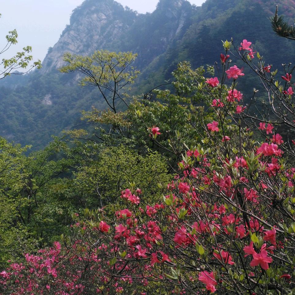 漂泊的故乡