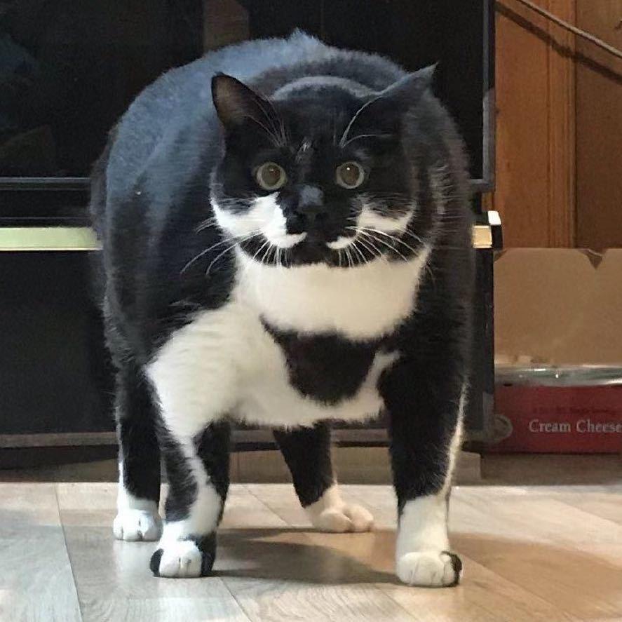 崛起中途失败了原地歇一会继续崛的胖辉