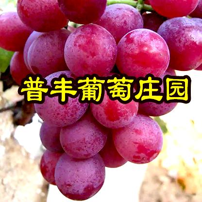 普丰葡萄－攀攀