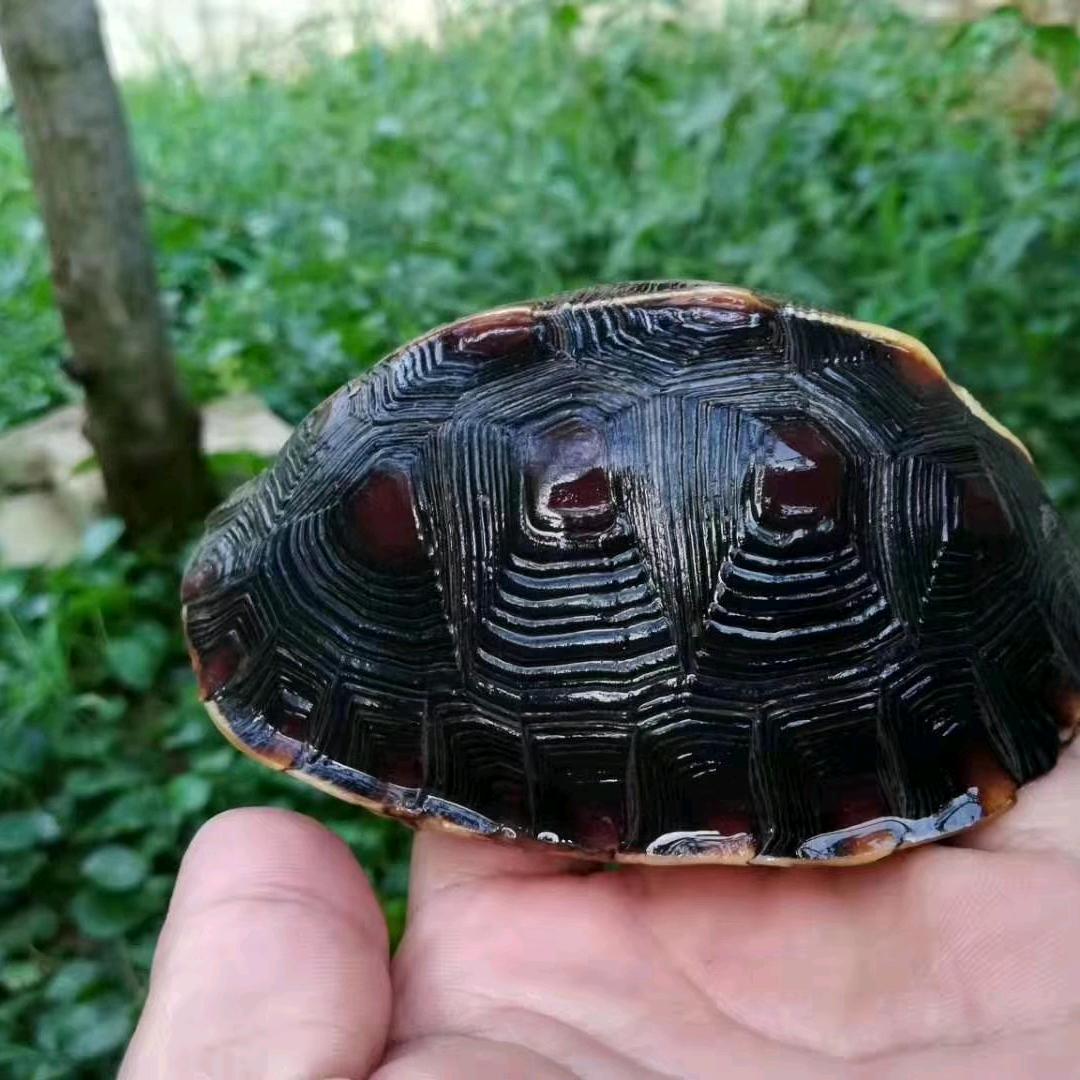 康银黄缘养殖