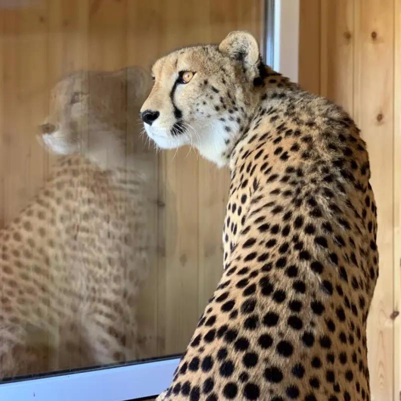 猎豹格尔达