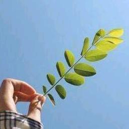 满山猴子，我腚最红