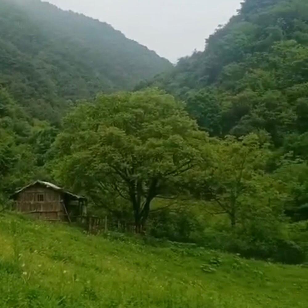 平凡如草