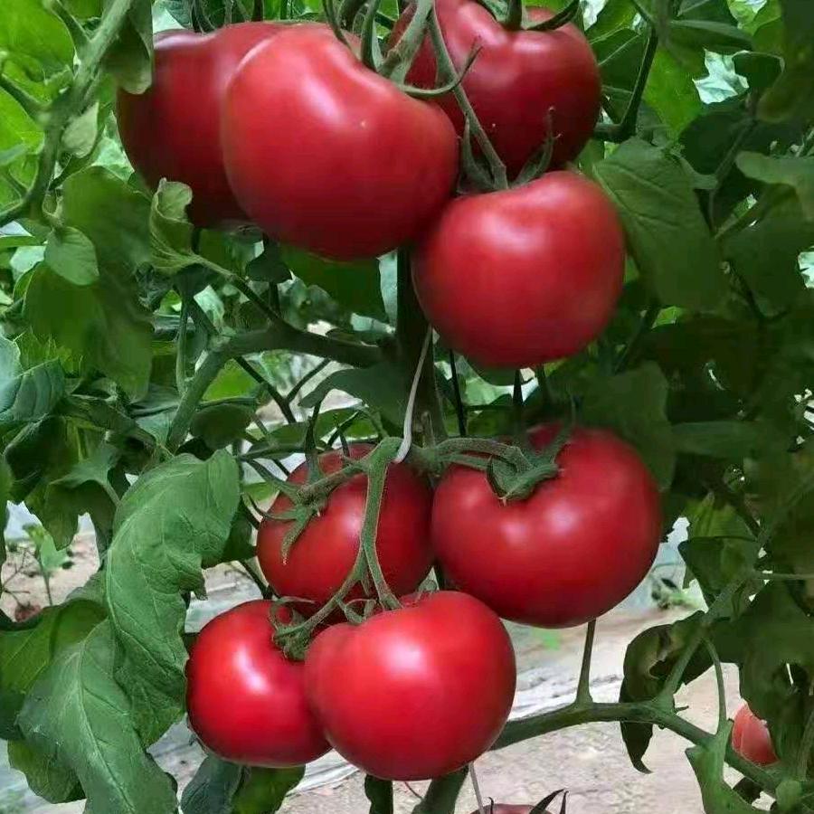 饶阳果蔬代办小李