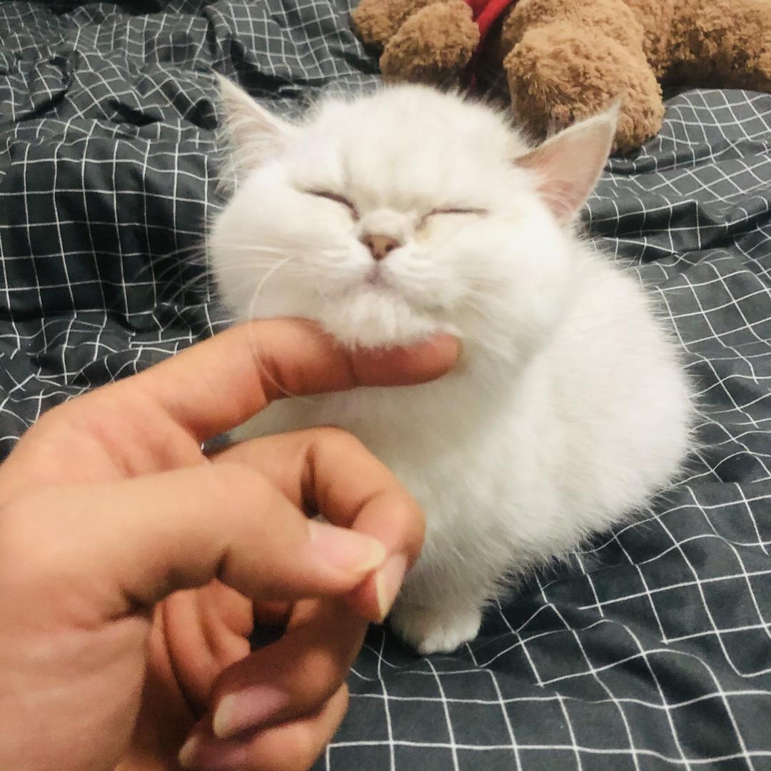 🐱
