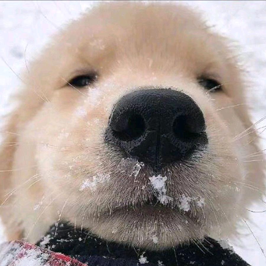 阿拉斯加大扇贝