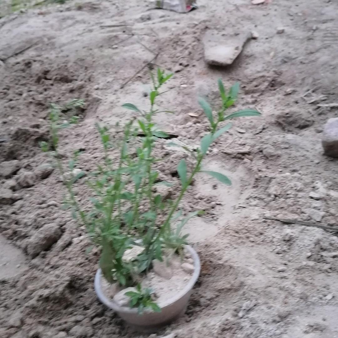 拓荒者