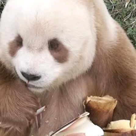 华阳景区竹韵熊居民宿