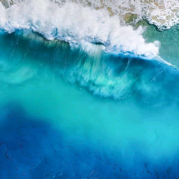 狐狸暴打皮卡丘