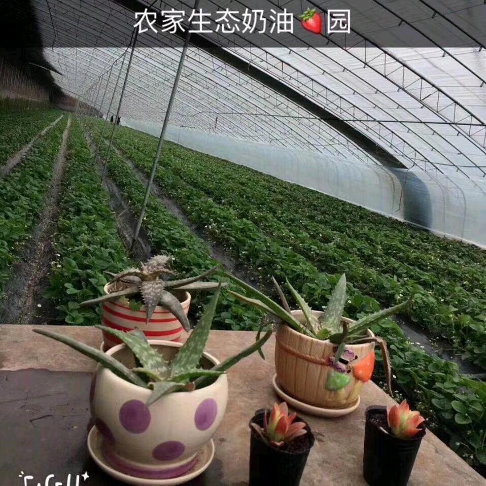 农家生态🍓采摘园