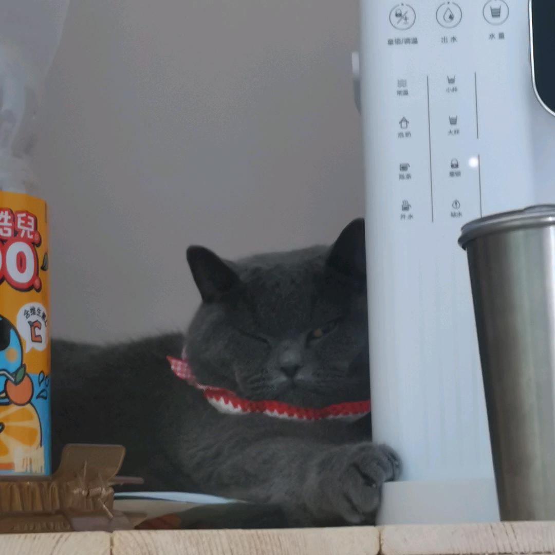 小怂