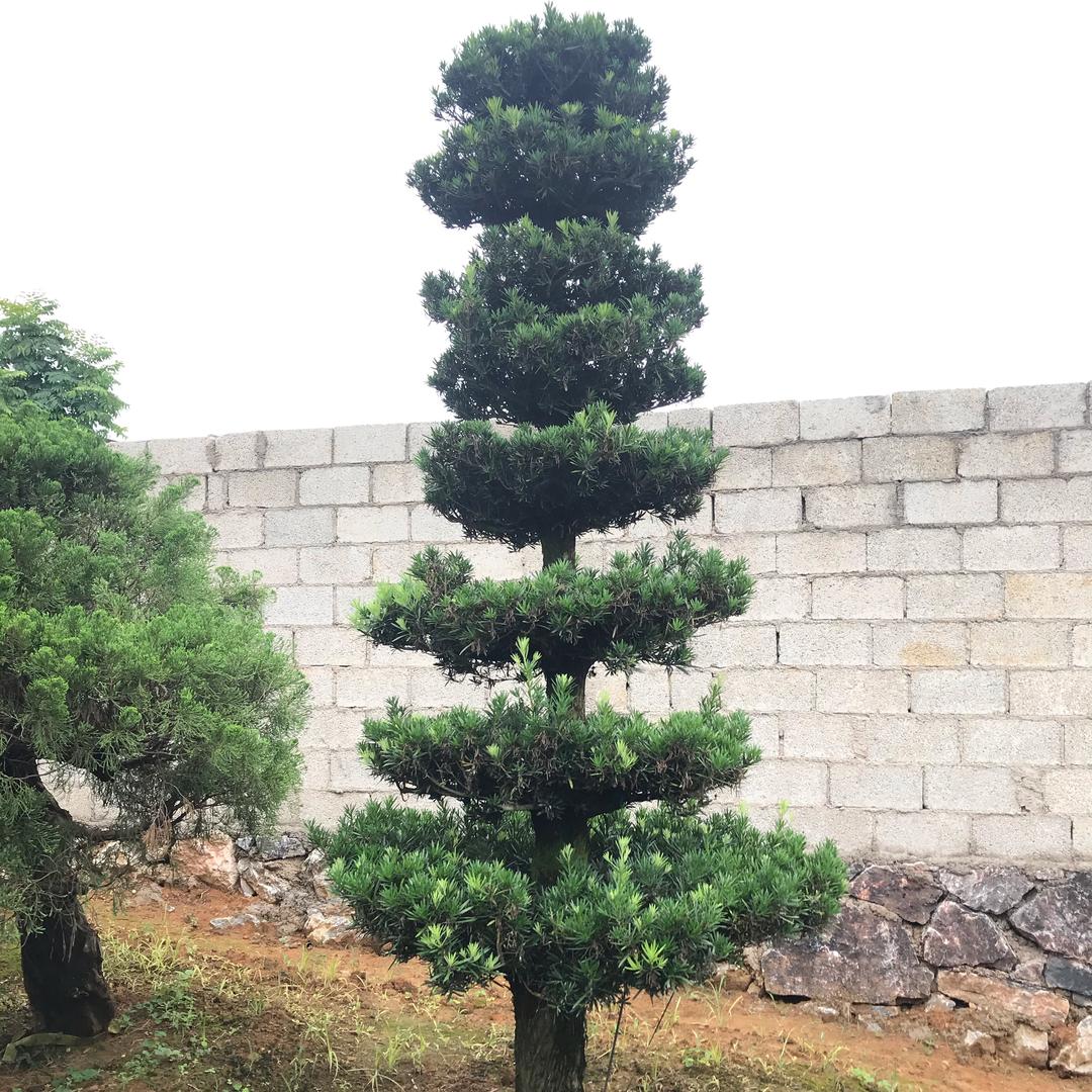 轩艺罗汉松佛肚竹基地