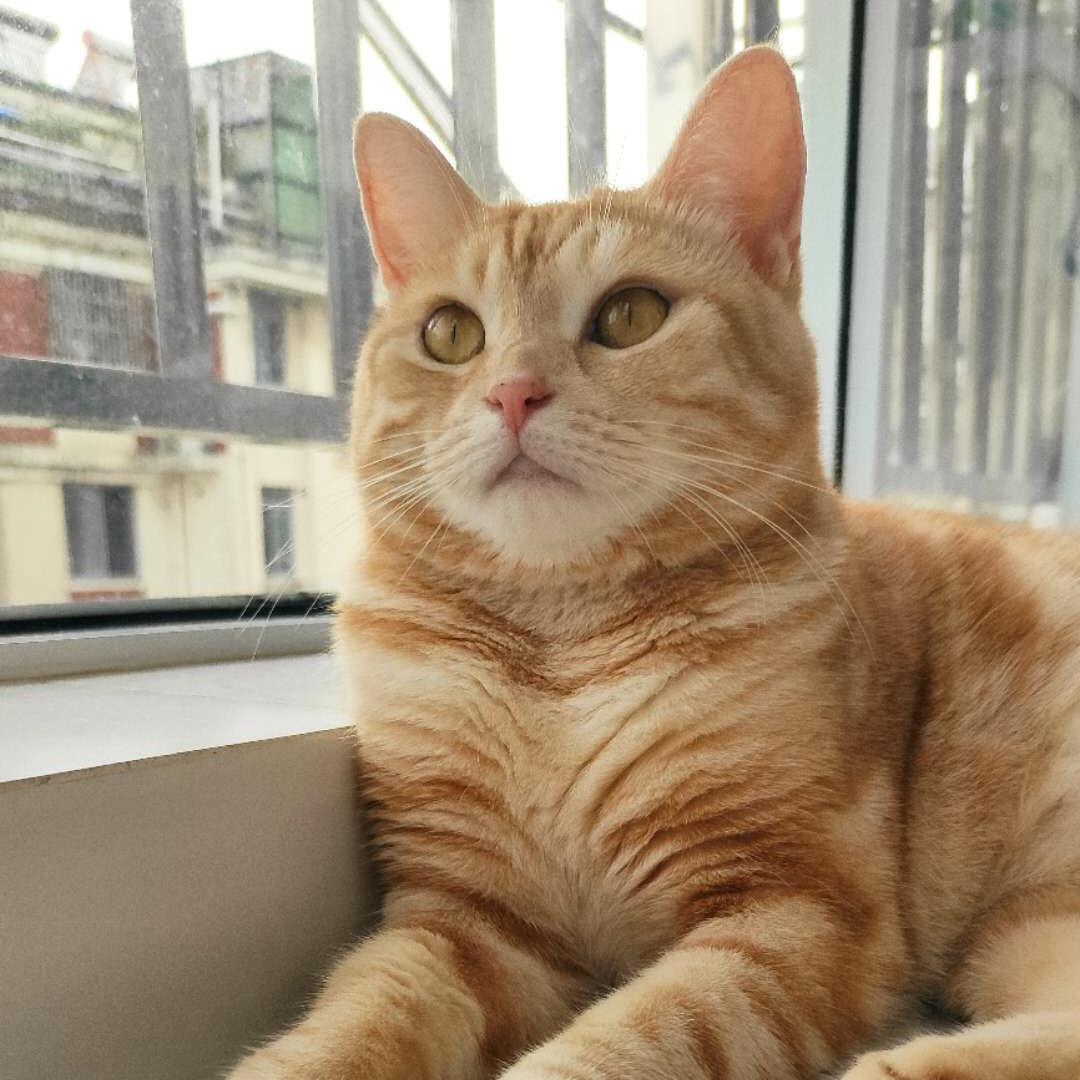 点点是只猫