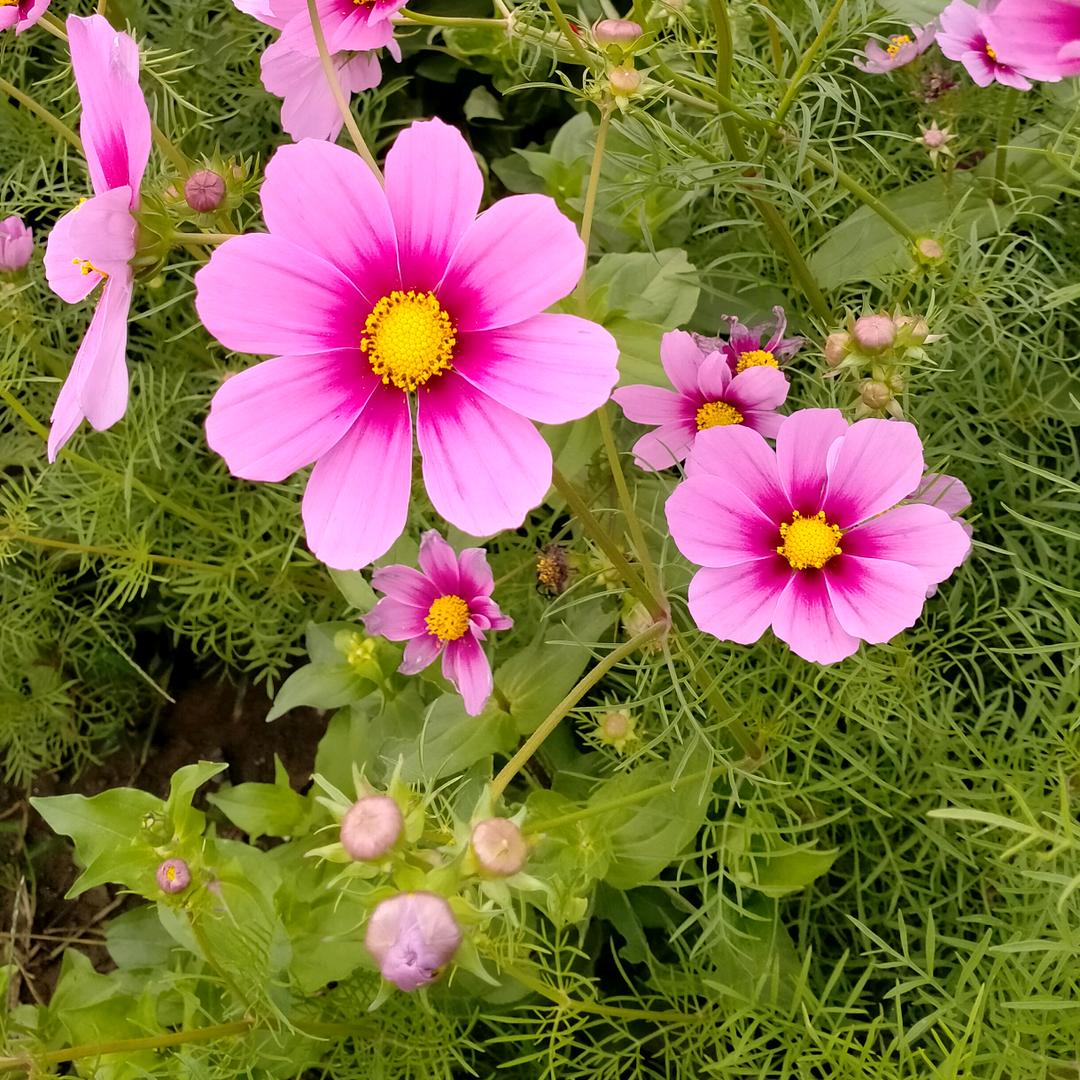 春意盈然
