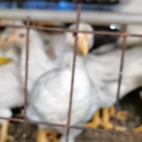 莘县惠鑫农业技术服务有限公司