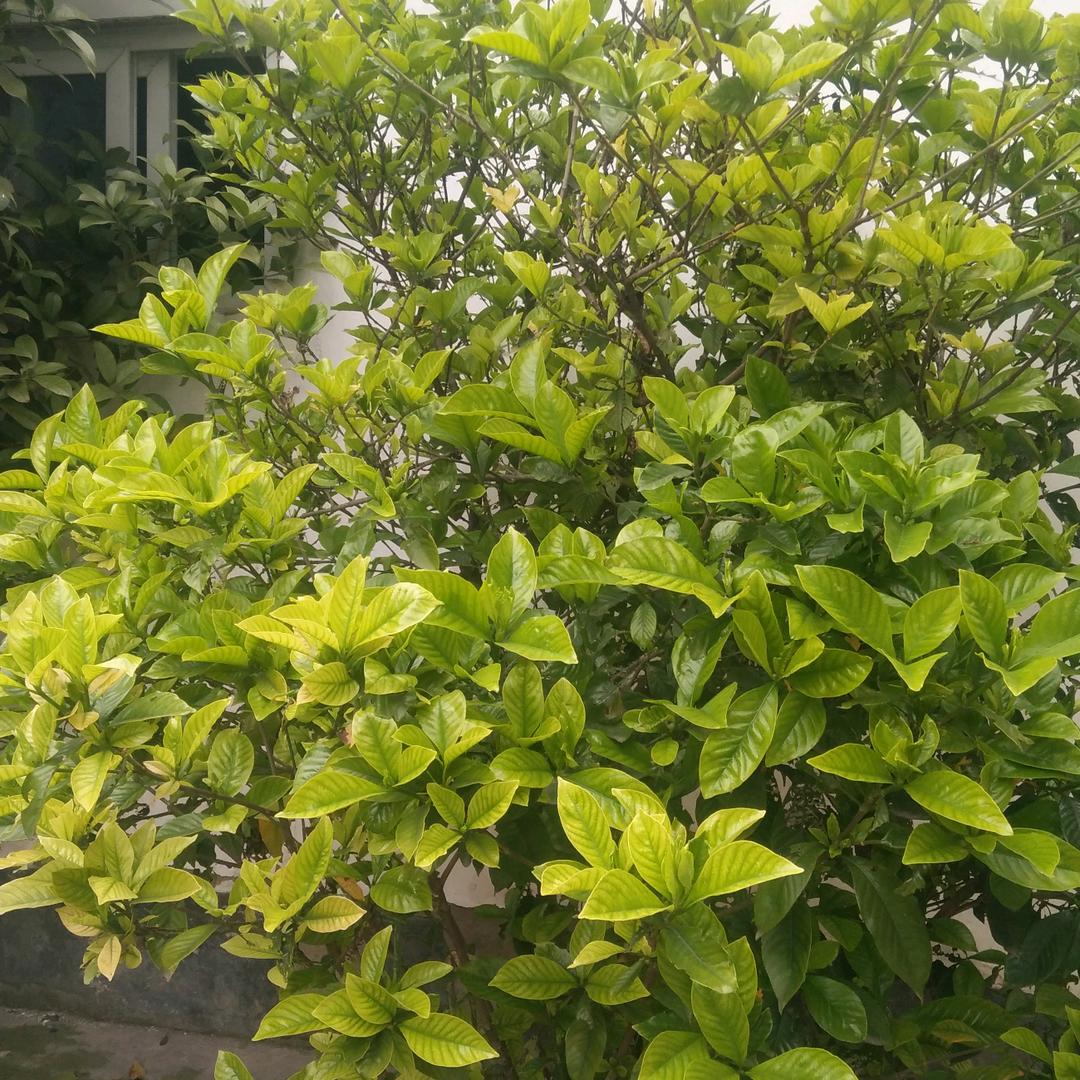 幸福