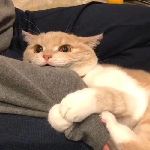 Ccccc（无畏契约）