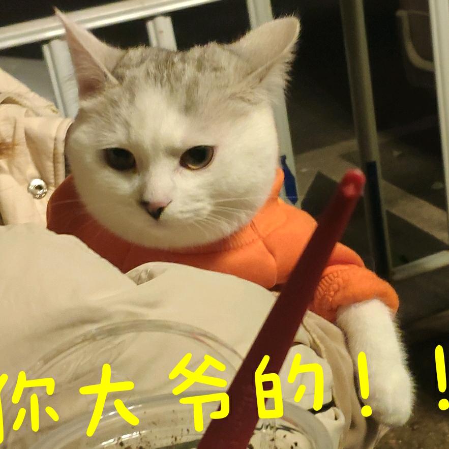 一条歪啾啾