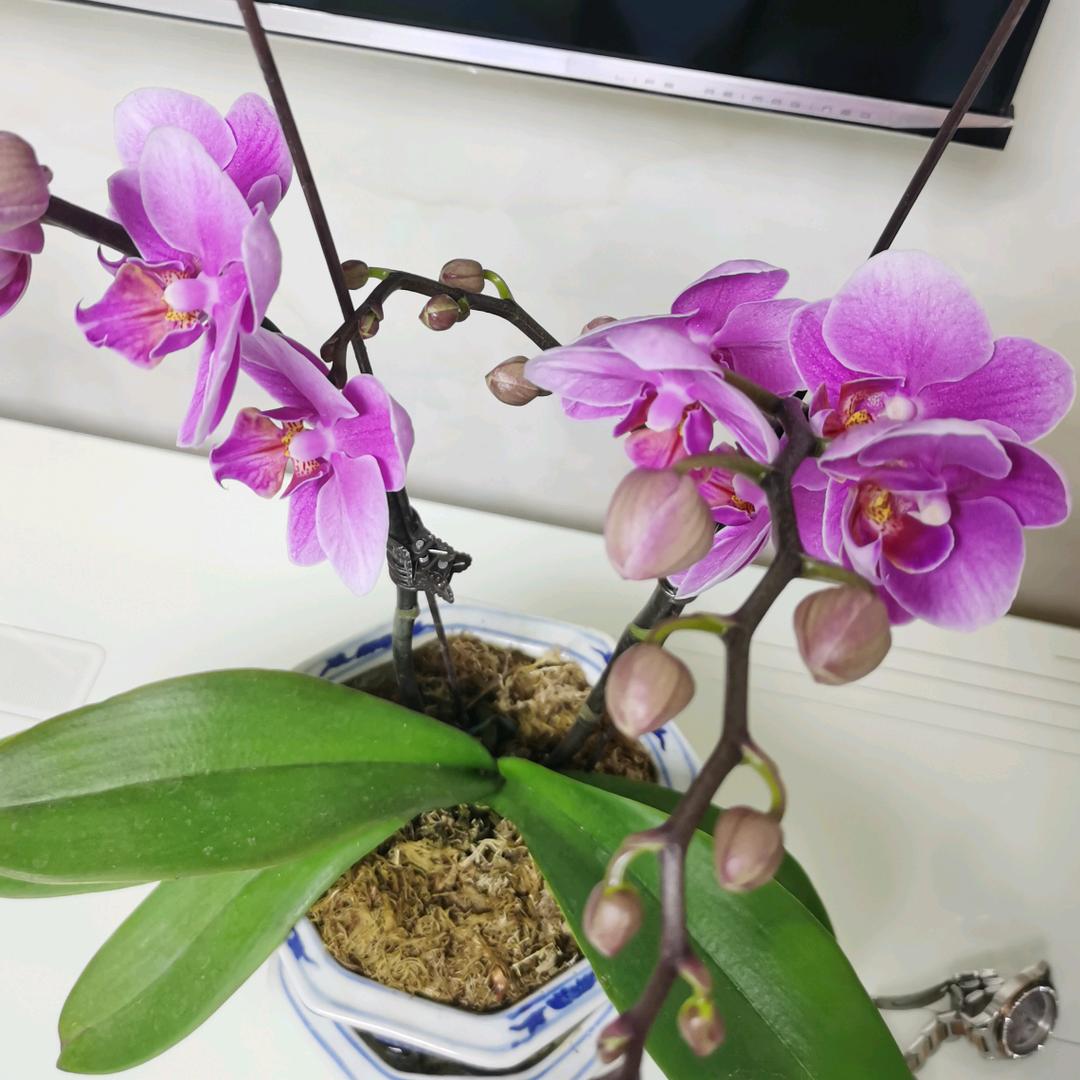 人淡如兰