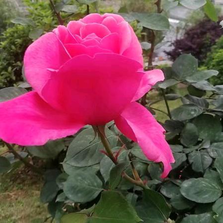 幸福花开、(关赞必回)