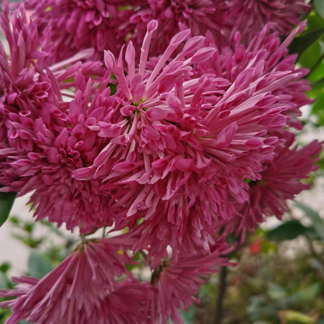 九月菊