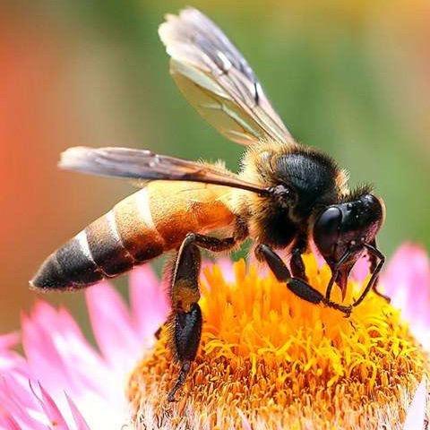 牧蜂人