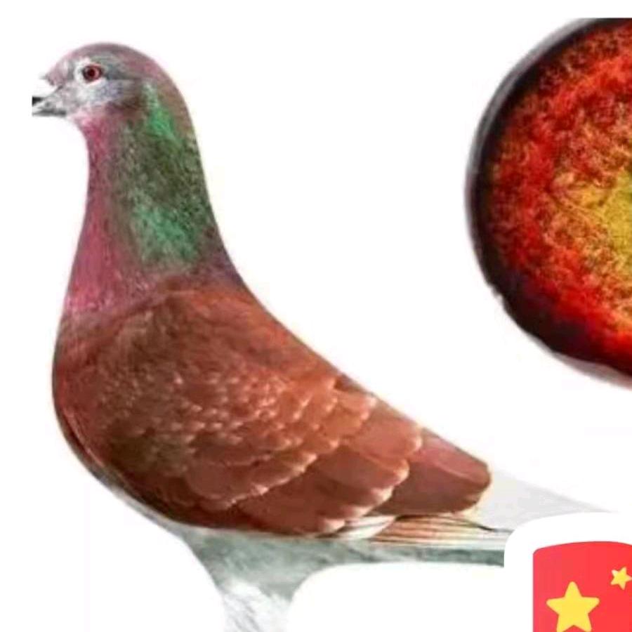 和平鸽