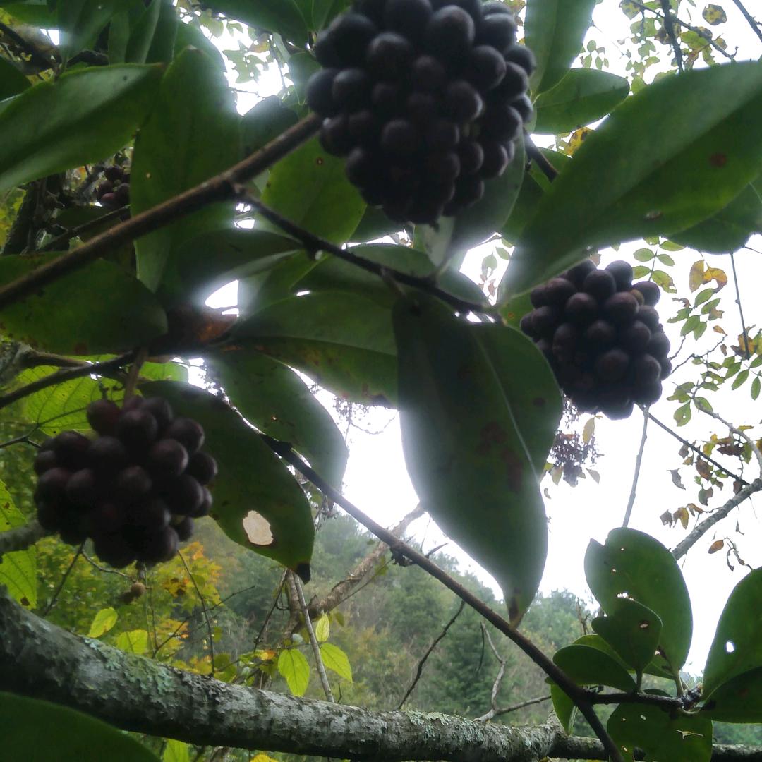 蜂刘人物🐝🐝🐝