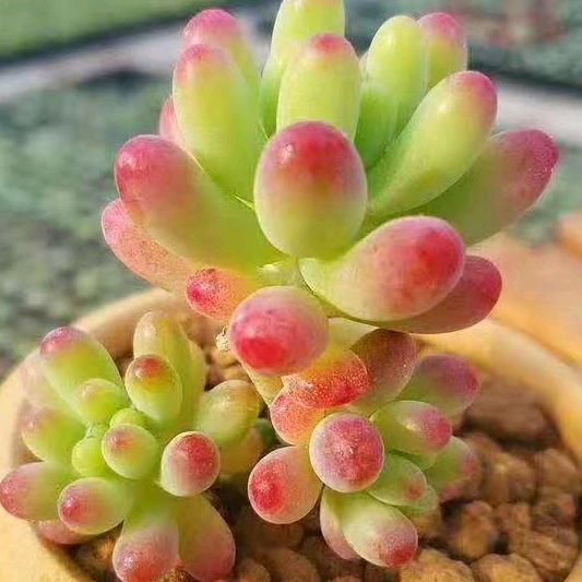 沉默是金