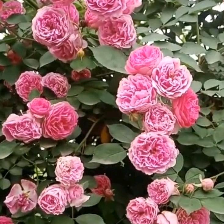 柠檬泪