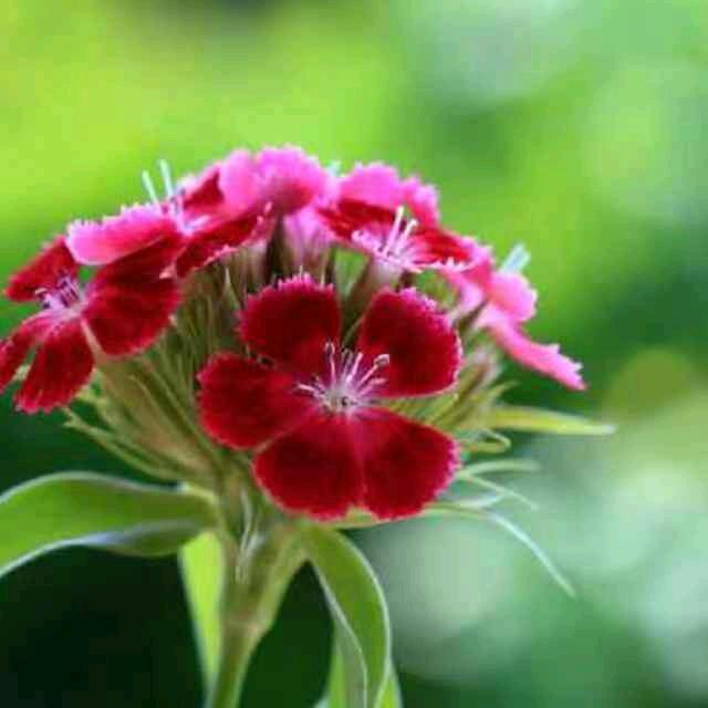 hehe-谢谢友友们，拒绝连赞！🌹🌹