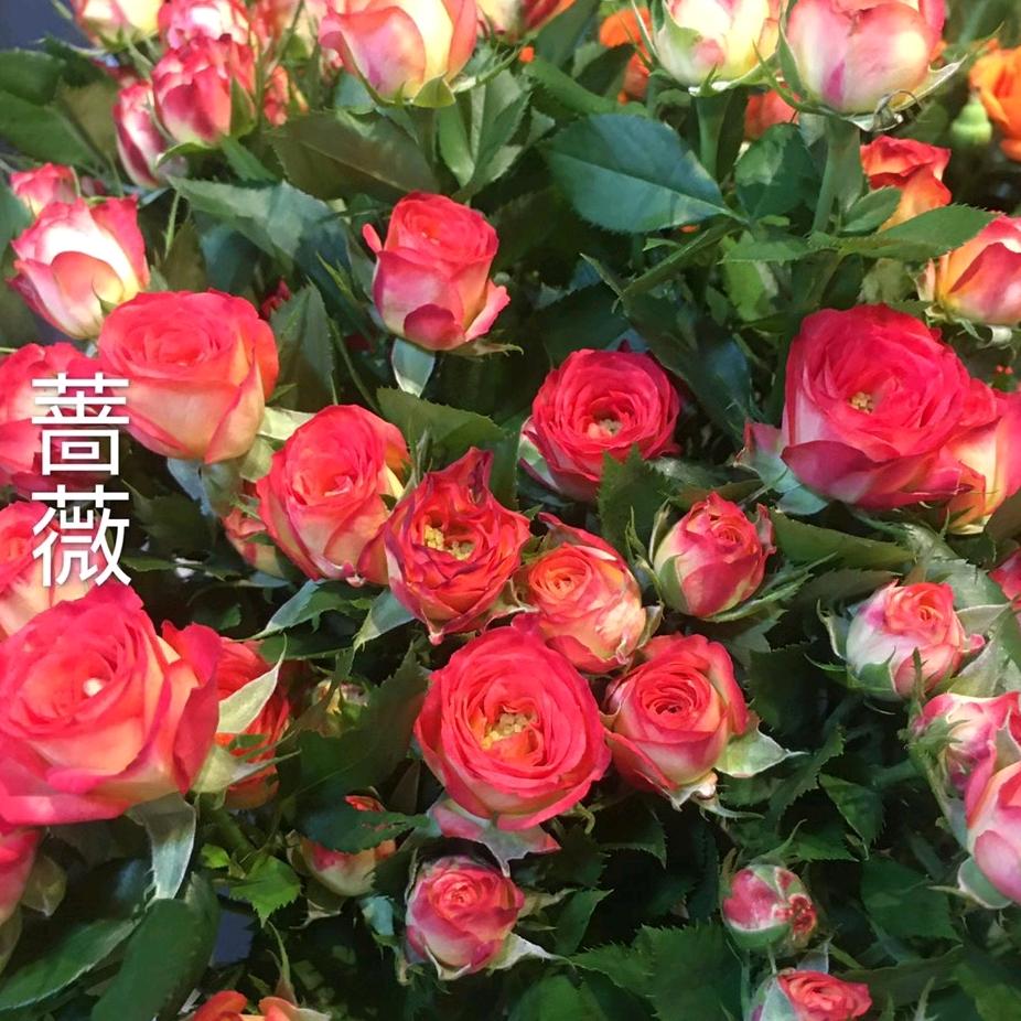 用户蔷薇之心