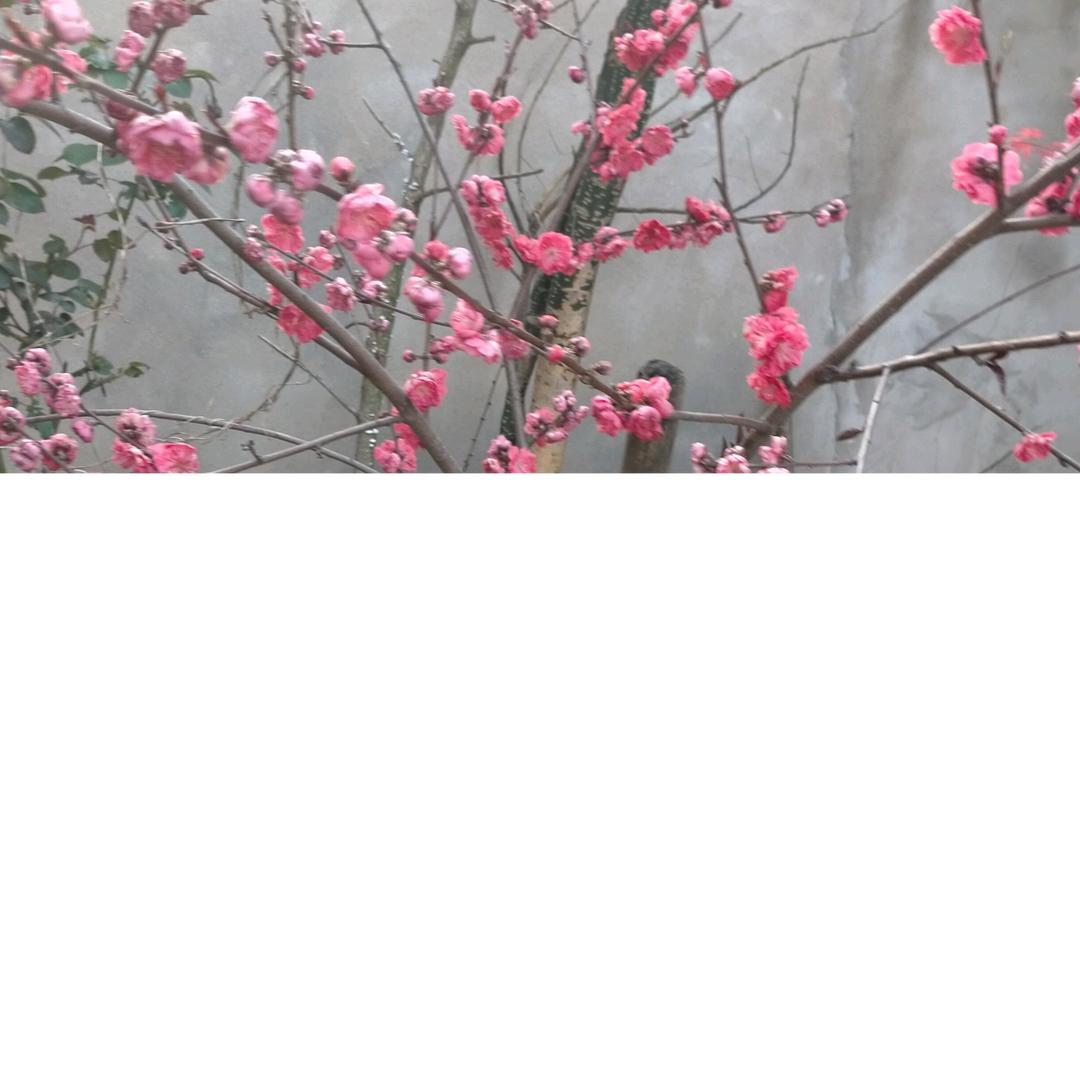 颜