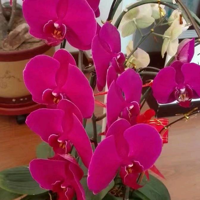 红梅花开