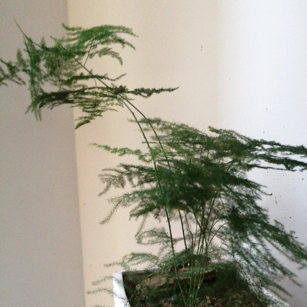 唯滩