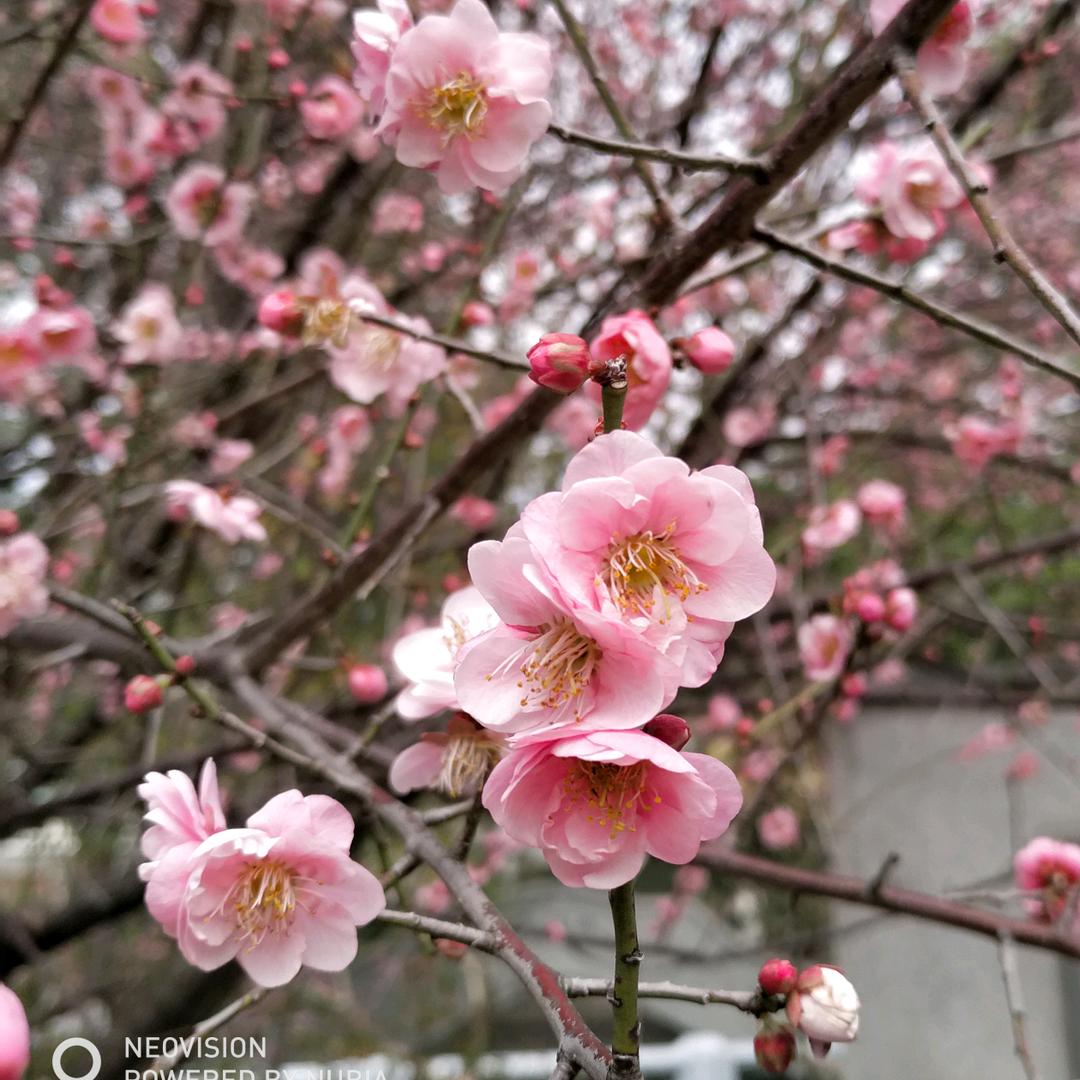 析出旧年华