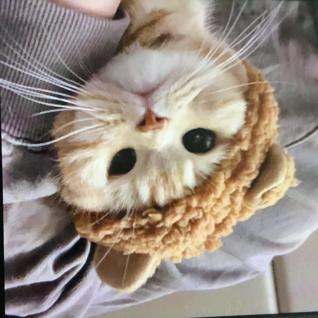 茶麸淘米水，
