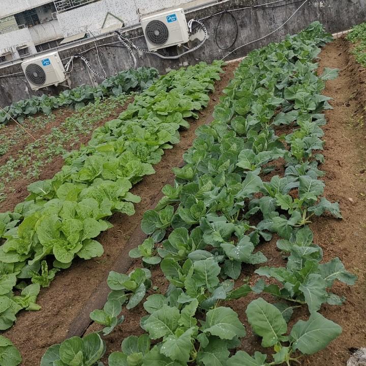 潮汕鹏叔