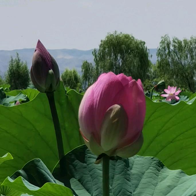 清水芙蓉